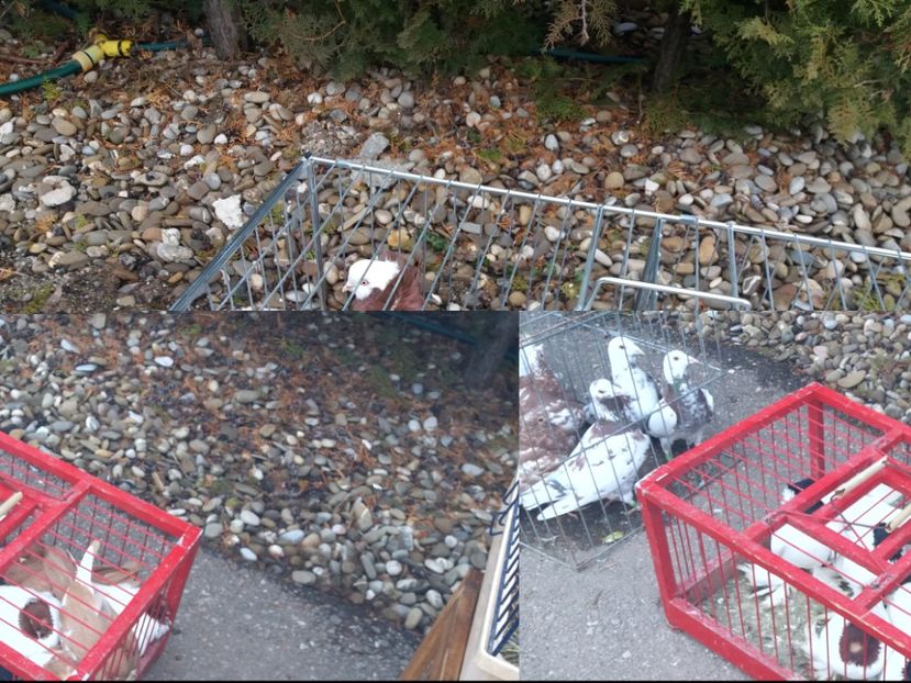  - Expozitia APOPE Prahoveana - Ploiesti 2019