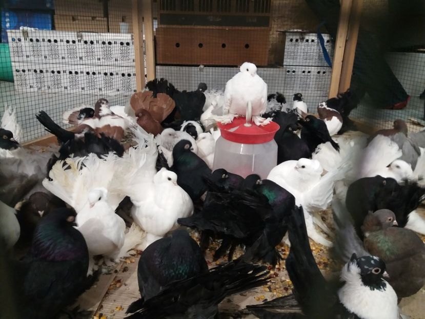  - Expozitia APOPE Prahoveana - Ploiesti 2019