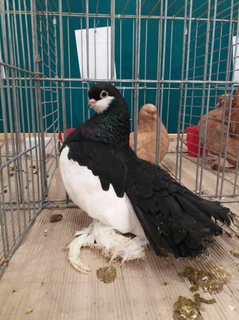  - Expozitia APOPE Prahoveana - Ploiesti 2019