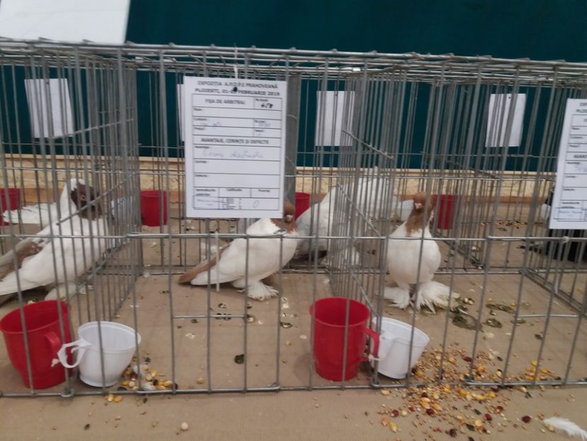  - Expozitia APOPE Prahoveana - Ploiesti 2019