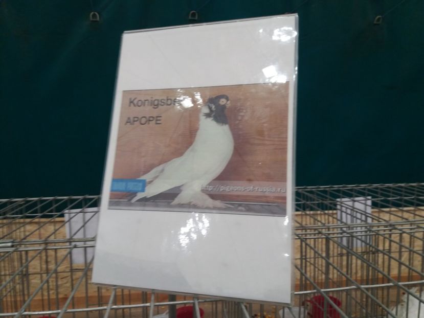  - Expozitia APOPE Prahoveana - Ploiesti 2019