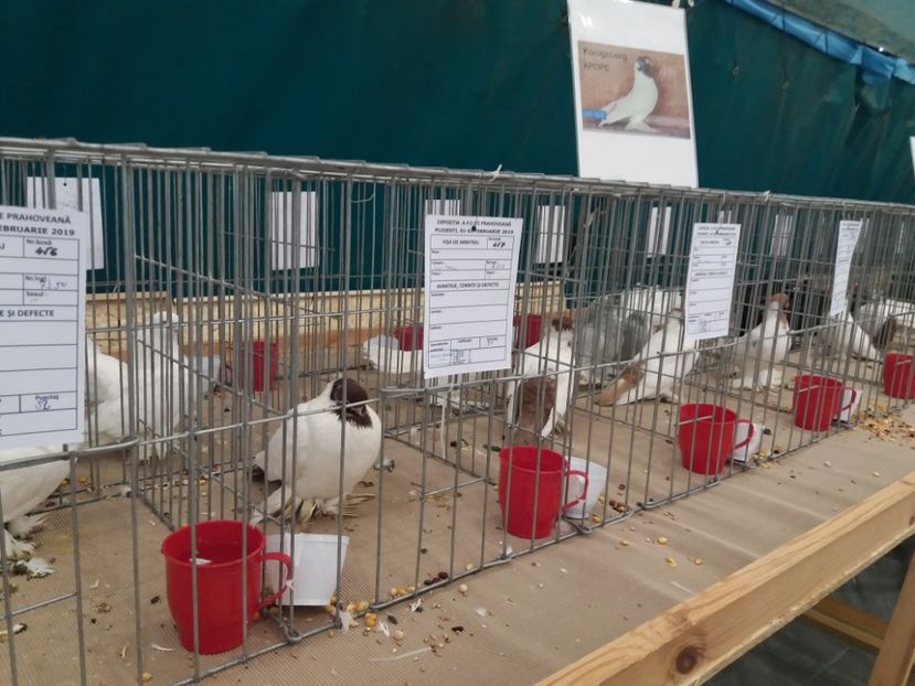  - Expozitia APOPE Prahoveana - Ploiesti 2019