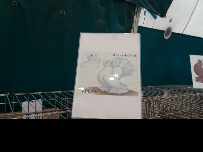  - Expozitia APOPE Prahoveana - Ploiesti 2019