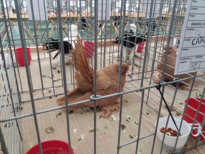  - Expozitia APOPE Prahoveana - Ploiesti 2019