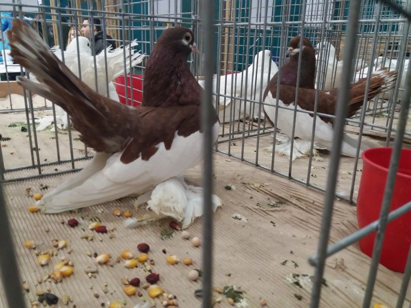  - Expozitia APOPE Prahoveana - Ploiesti 2019