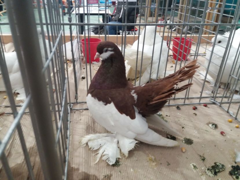  - Expozitia APOPE Prahoveana - Ploiesti 2019