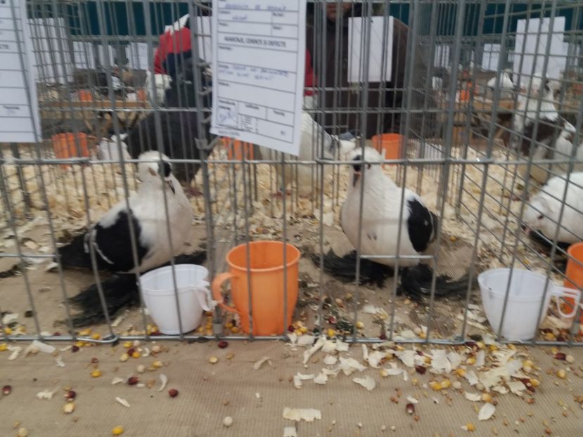  - Expozitia APOPE Prahoveana - Ploiesti 2019