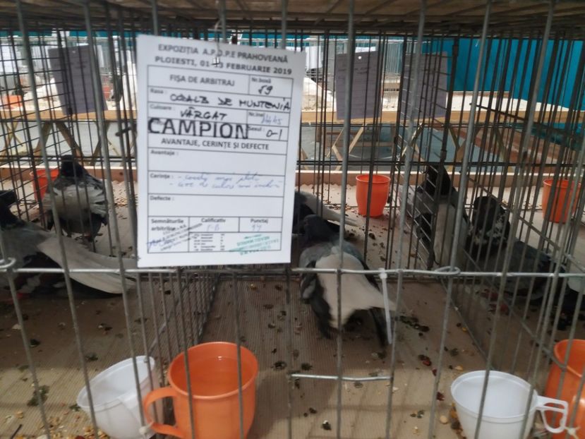  - Expozitia APOPE Prahoveana - Ploiesti 2019