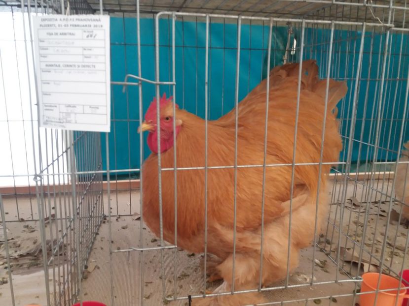  - Expozitia APOPE Prahoveana - Ploiesti 2019