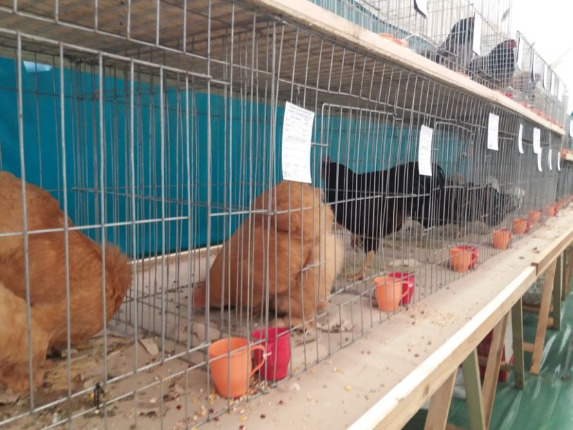  - Expozitia APOPE Prahoveana - Ploiesti 2019