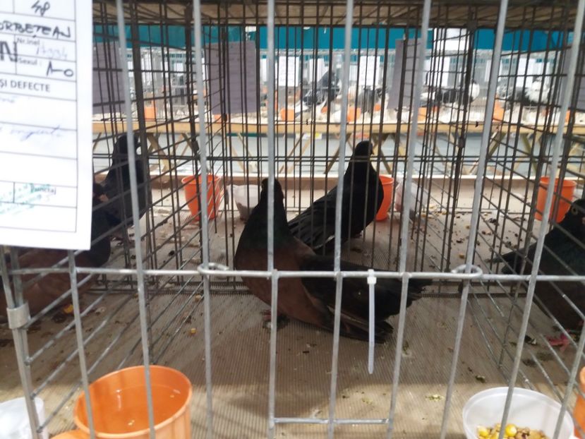  - Expozitia APOPE Prahoveana - Ploiesti 2019