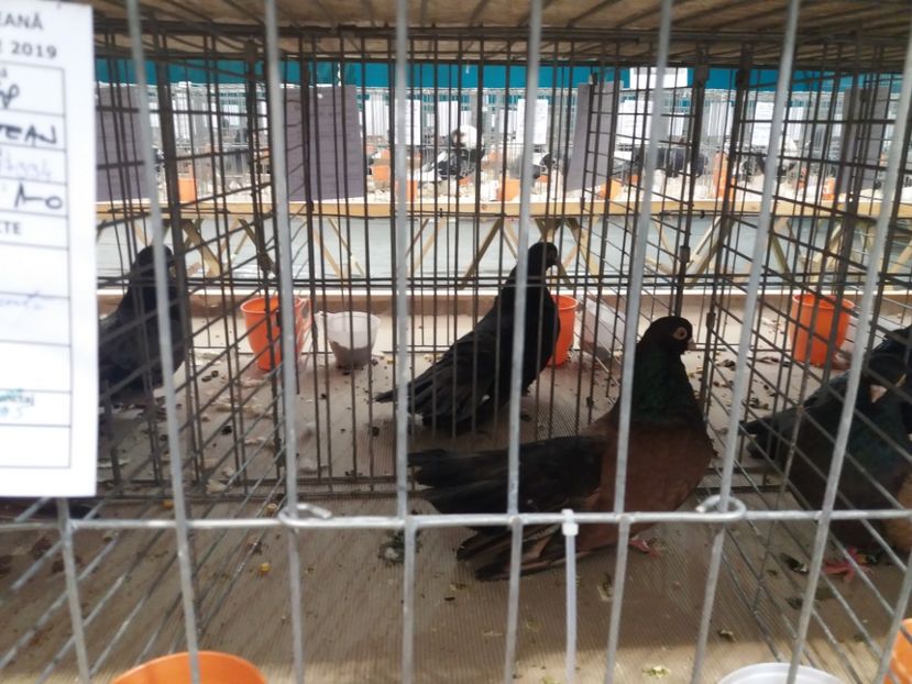  - Expozitia APOPE Prahoveana - Ploiesti 2019