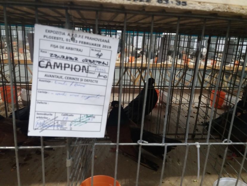  - Expozitia APOPE Prahoveana - Ploiesti 2019