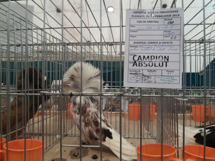  - Expozitia APOPE Prahoveana - Ploiesti 2019