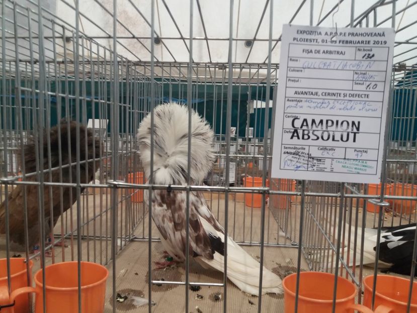  - Expozitia APOPE Prahoveana - Ploiesti 2019