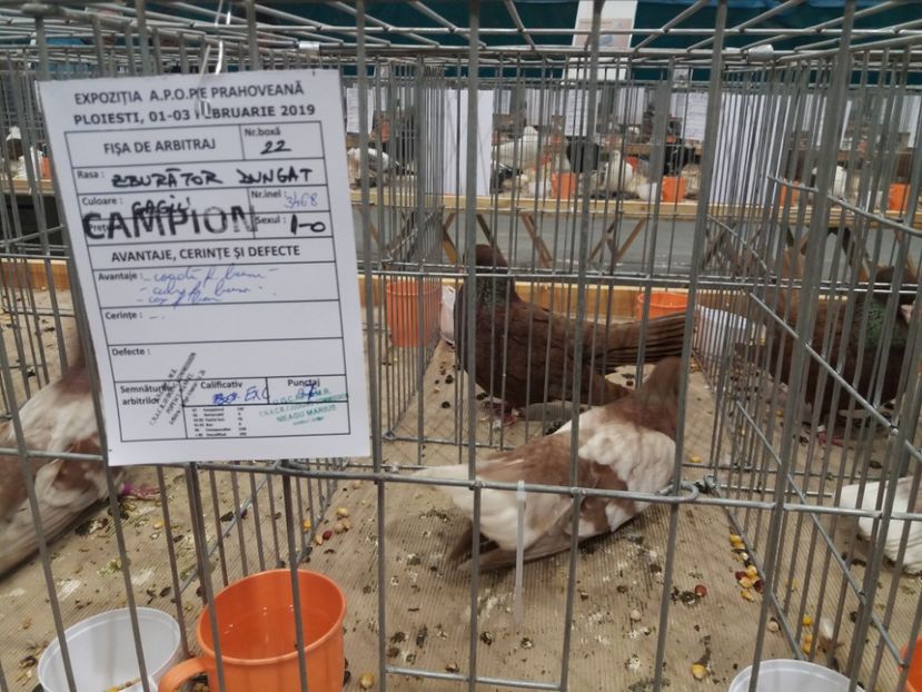  - Expozitia APOPE Prahoveana - Ploiesti 2019