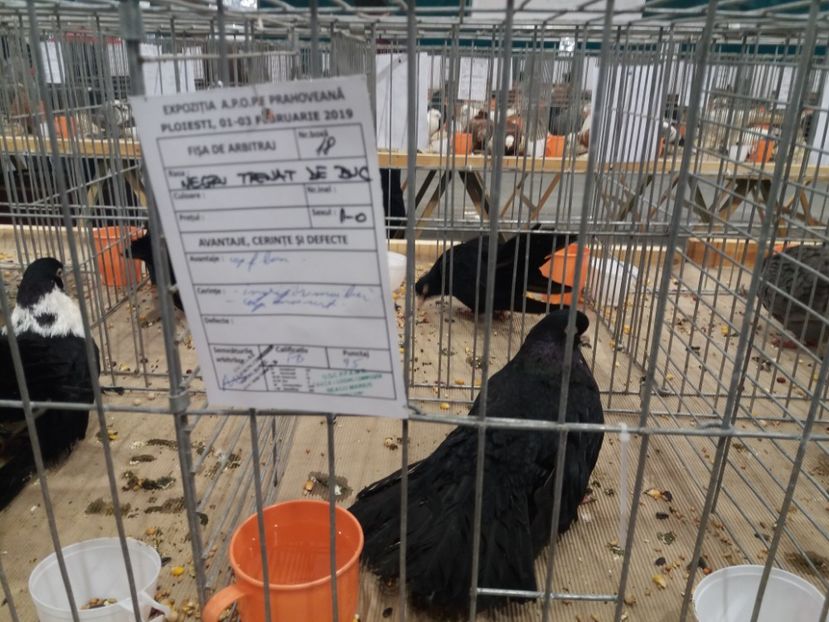  - Expozitia APOPE Prahoveana - Ploiesti 2019