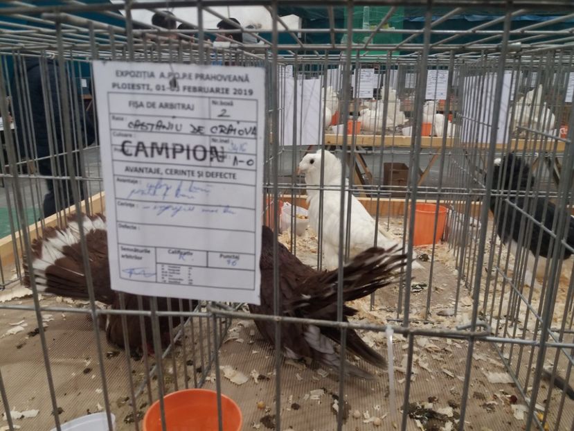  - Expozitia APOPE Prahoveana - Ploiesti 2019