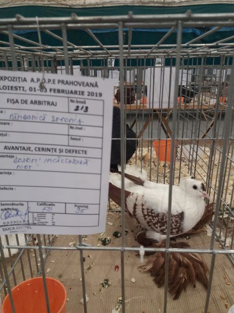  - Expozitia APOPE Prahoveana - Ploiesti 2019