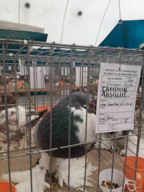  - Expozitia APOPE Prahoveana - Ploiesti 2019