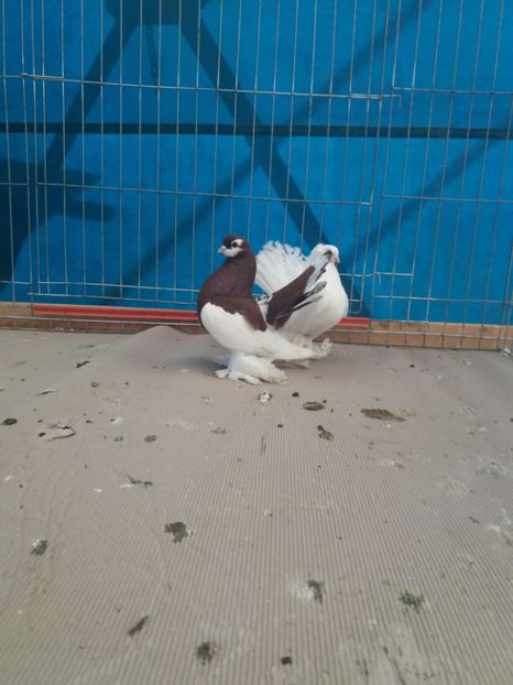  - Expozitia APOPE Prahoveana - Ploiesti 2019