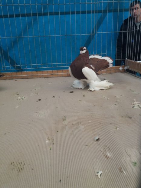  - Expozitia APOPE Prahoveana - Ploiesti 2019