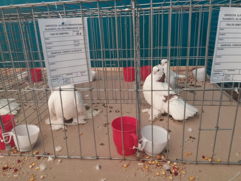  - Expozitia APOPE Prahoveana - Ploiesti 2019