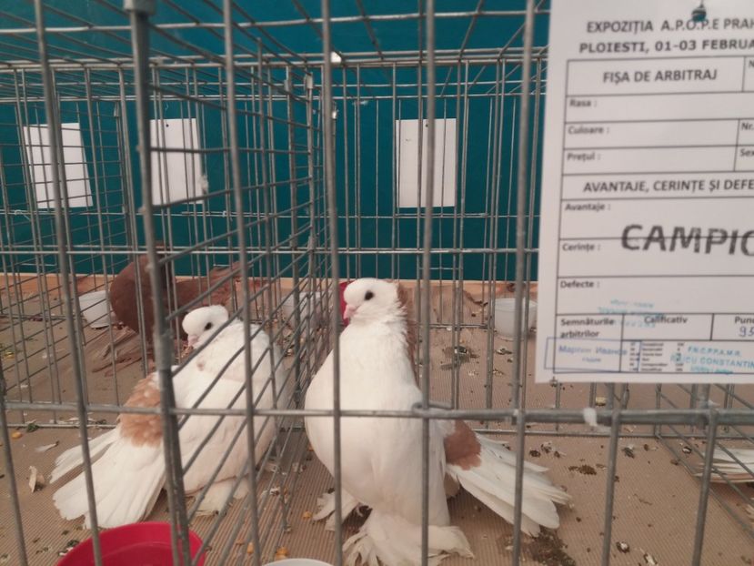  - Expozitia APOPE Prahoveana - Ploiesti 2019