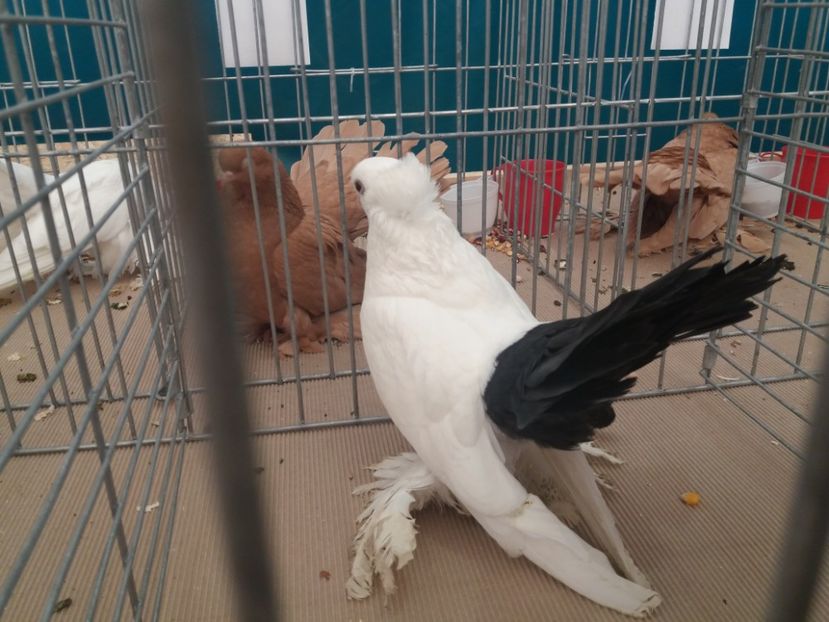  - Expozitia APOPE Prahoveana - Ploiesti 2019