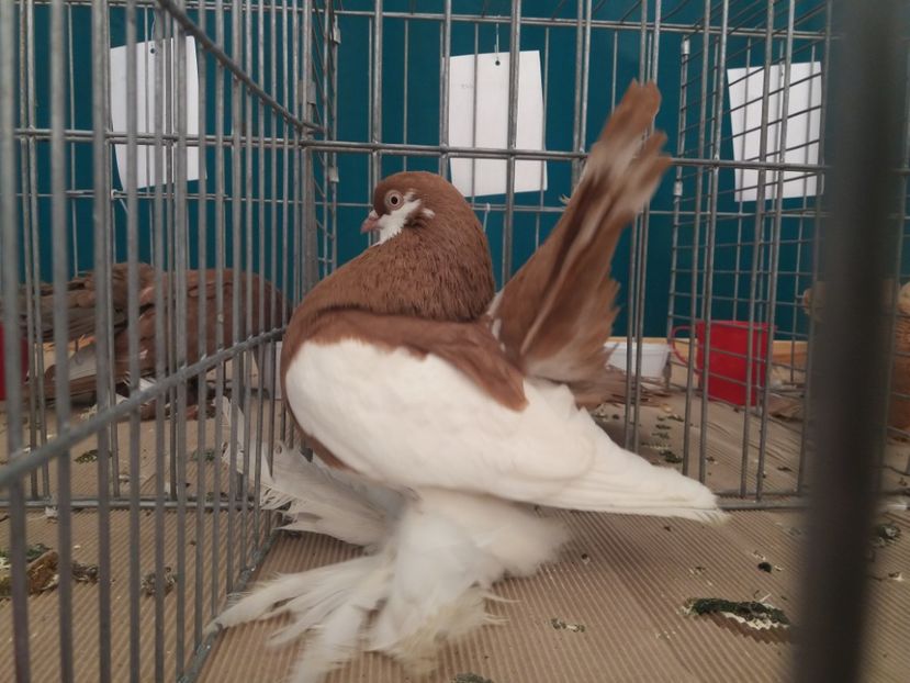  - Expozitia APOPE Prahoveana - Ploiesti 2019