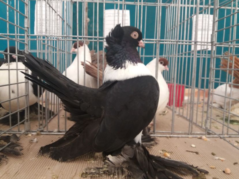  - Expozitia APOPE Prahoveana - Ploiesti 2019