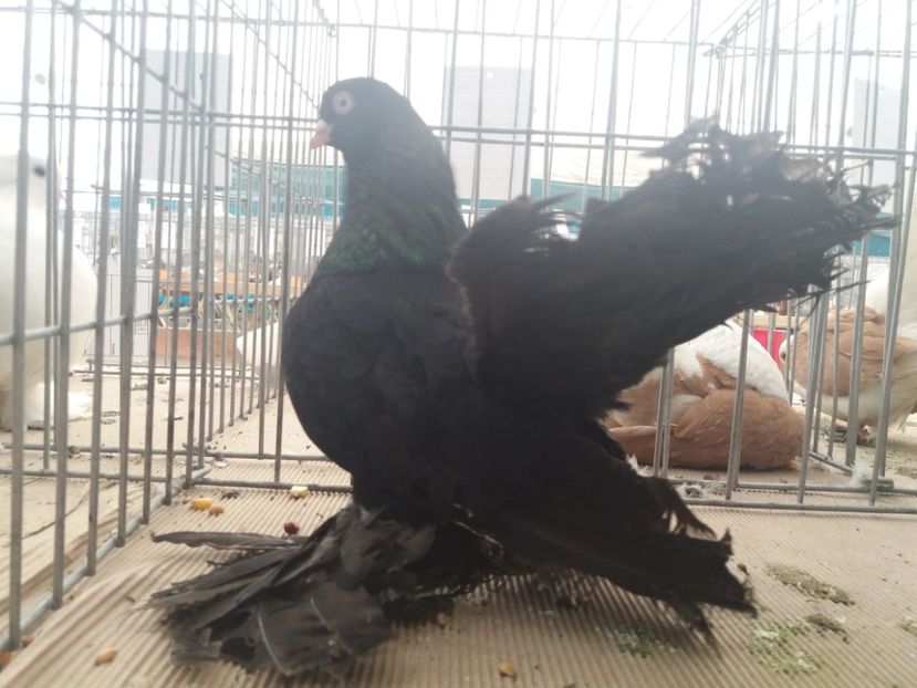  - Expozitia APOPE Prahoveana - Ploiesti 2019