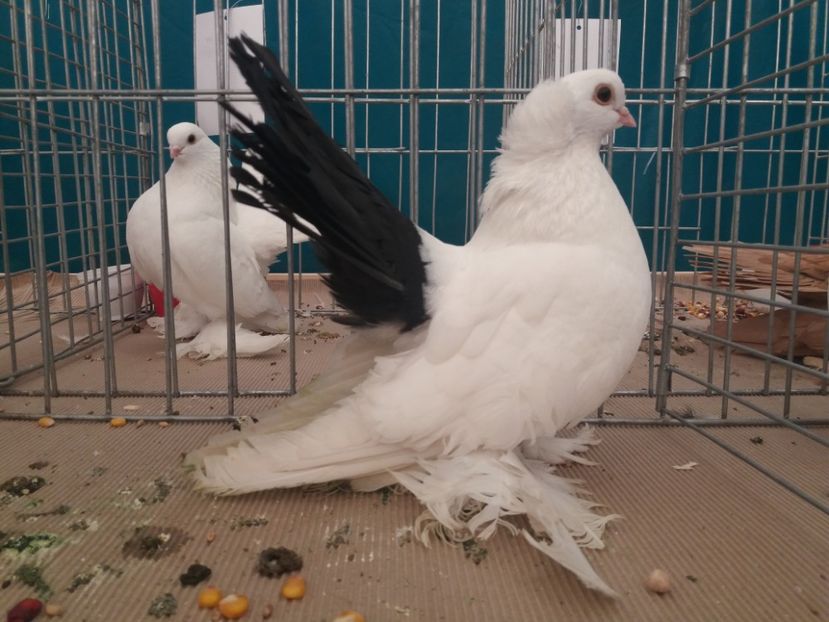  - Expozitia APOPE Prahoveana - Ploiesti 2019