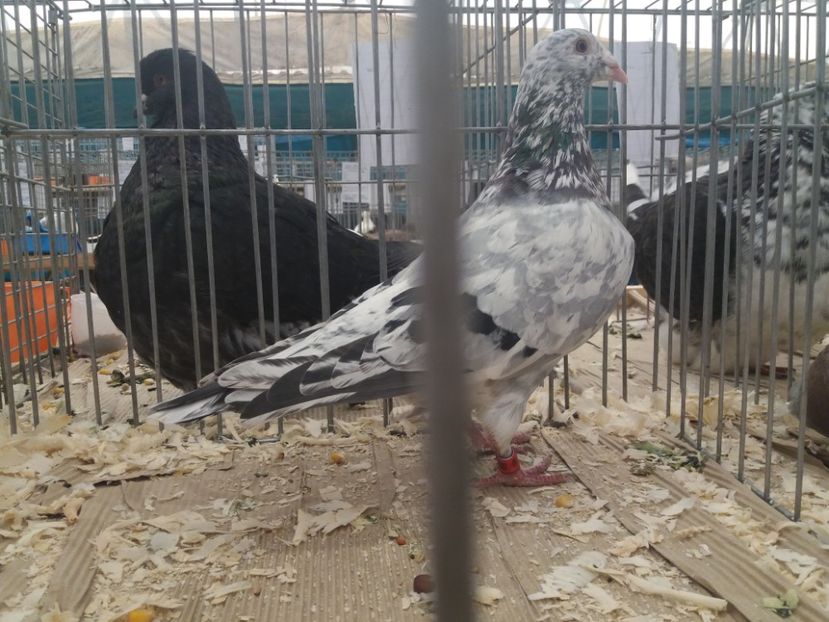  - Expozitia APOPE Prahoveana - Ploiesti 2019