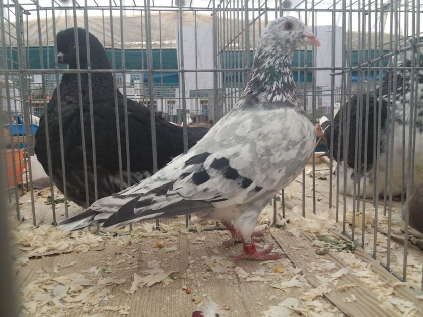  - Expozitia APOPE Prahoveana - Ploiesti 2019