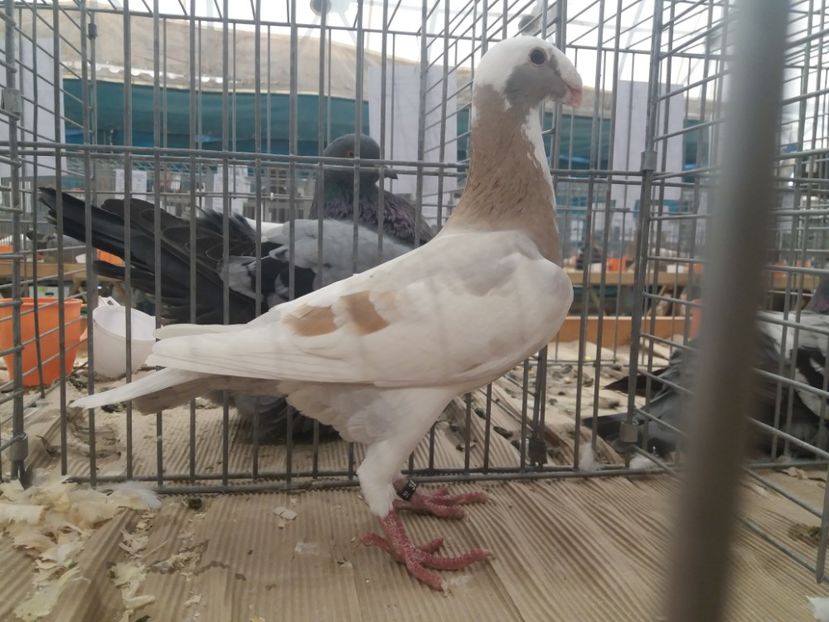  - Expozitia APOPE Prahoveana - Ploiesti 2019