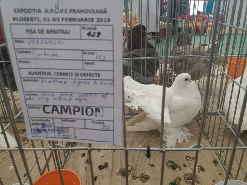  - Expozitia APOPE Prahoveana - Ploiesti 2019