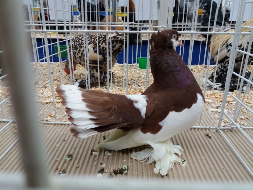  - Expo Craiova - Fauna Baniei 2018