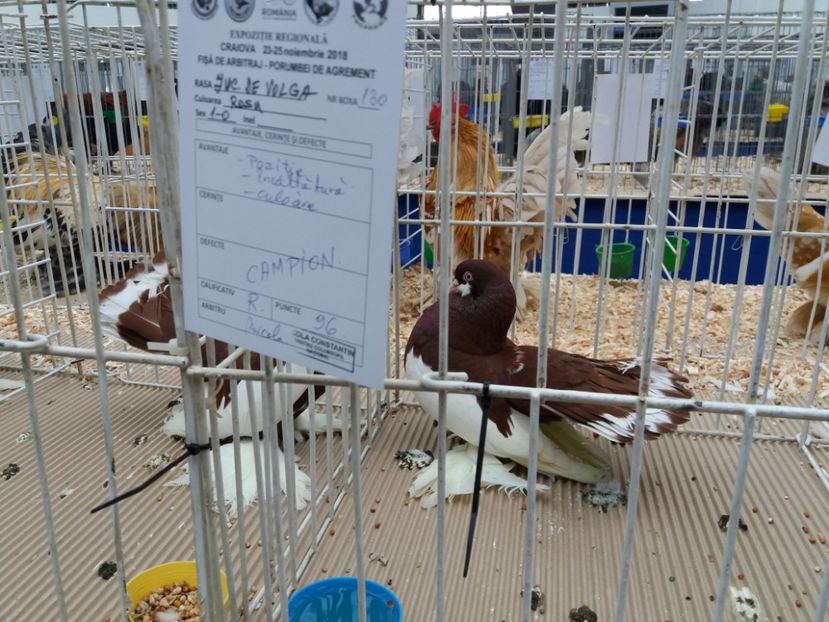  - Expo Craiova - Fauna Baniei 2018