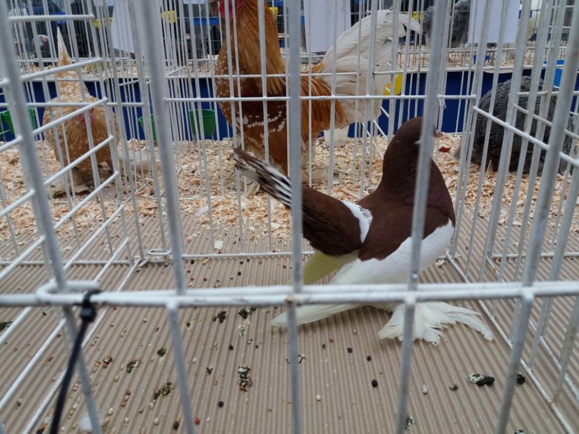  - Expo Craiova - Fauna Baniei 2018