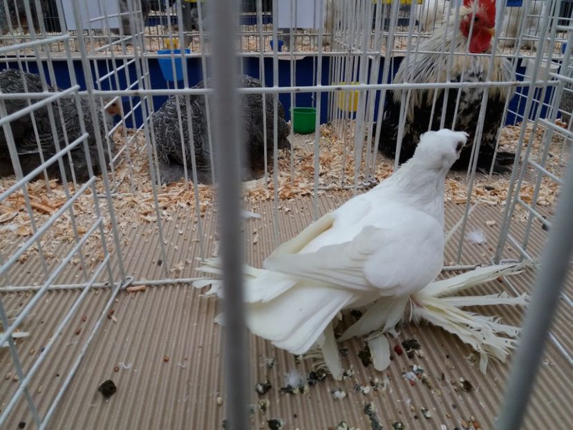  - Expo Craiova - Fauna Baniei 2018