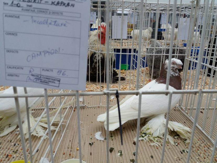  - Expo Craiova - Fauna Baniei 2018