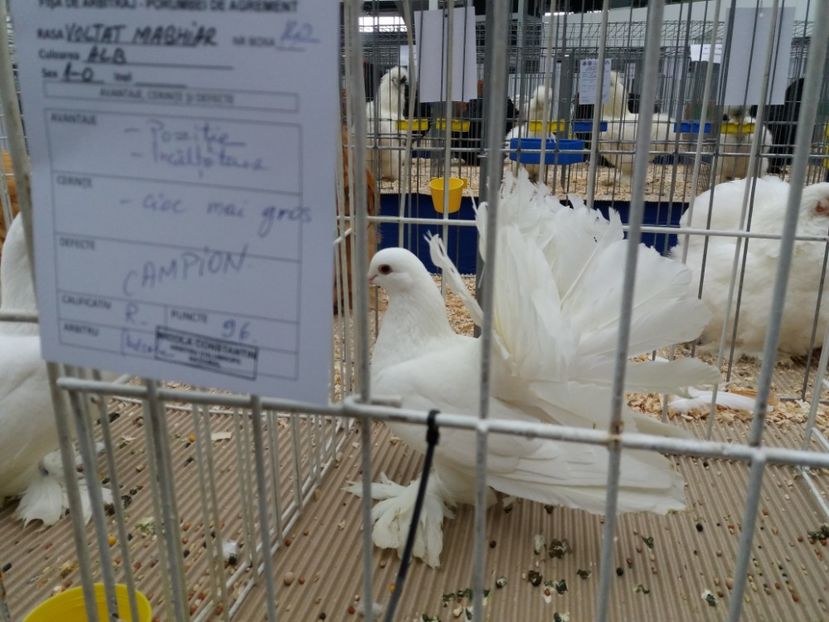  - Expo Craiova - Fauna Baniei 2018