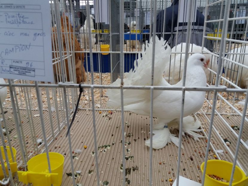  - Expo Craiova - Fauna Baniei 2018