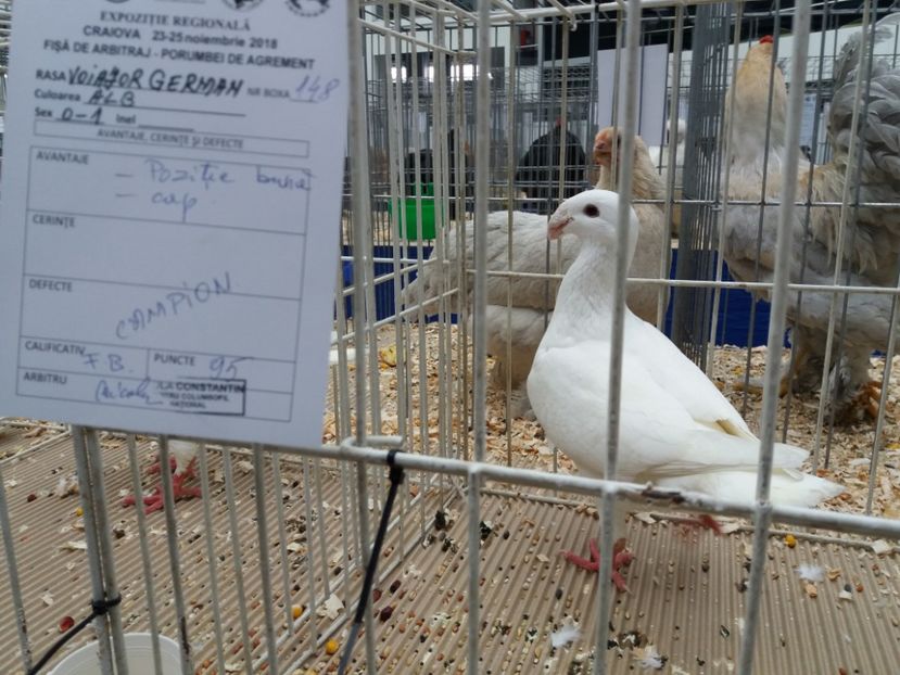  - Expo Craiova - Fauna Baniei 2018