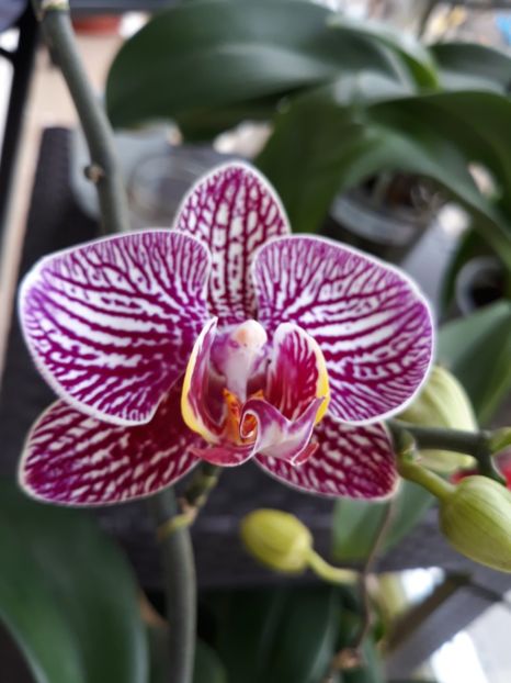  - orhidee 20 15 - reinflorire 2016-2018-2019