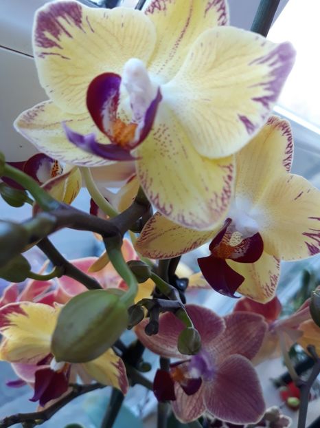  - orhidee 20 15 - reinflorire 2016-2018-2019