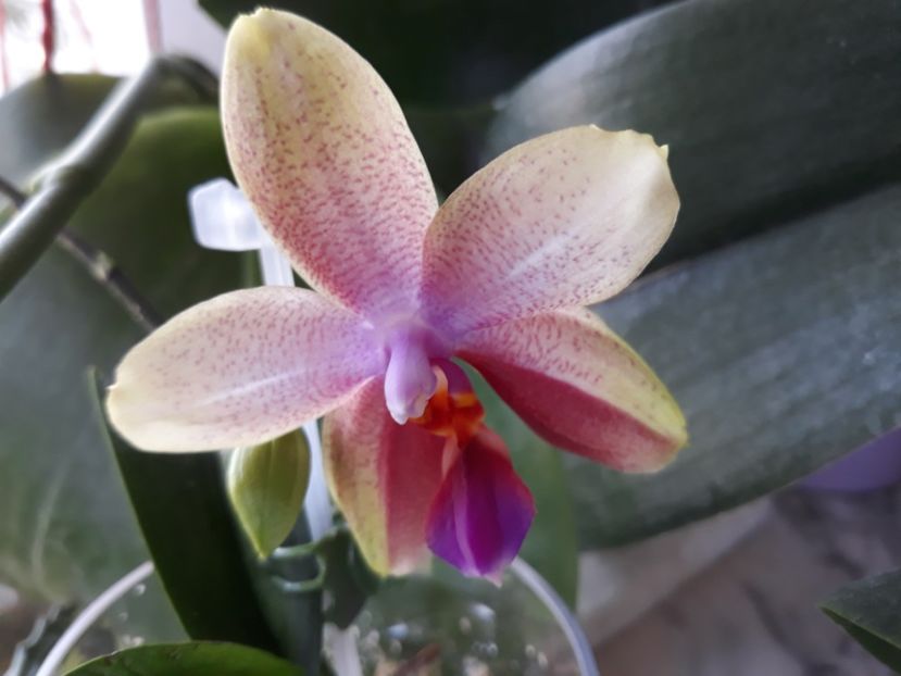  - orhidee 20 15 - reinflorire 2016-2018-2019