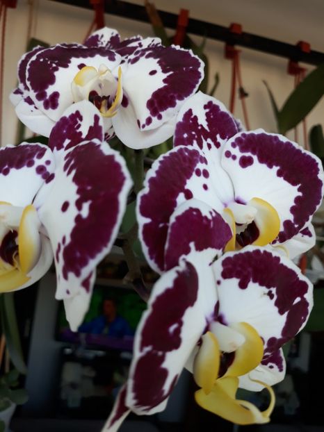  - orhidee 20 15 - reinflorire 2016-2018-2019