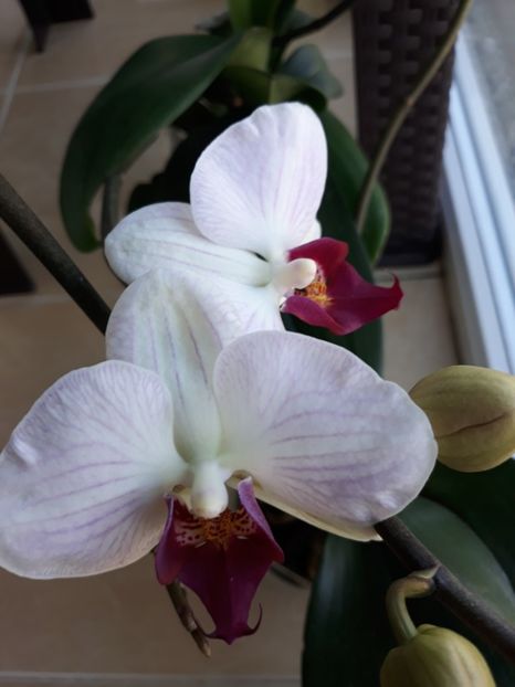  - orhidee 20 15 - reinflorire 2016-2018-2019